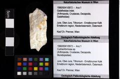 Foto (Objket + Etiketten) von Culmenformosa sp. 